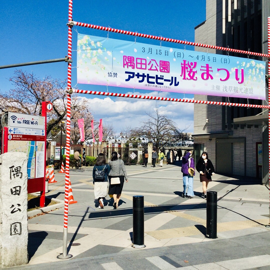 隅田公園の桜