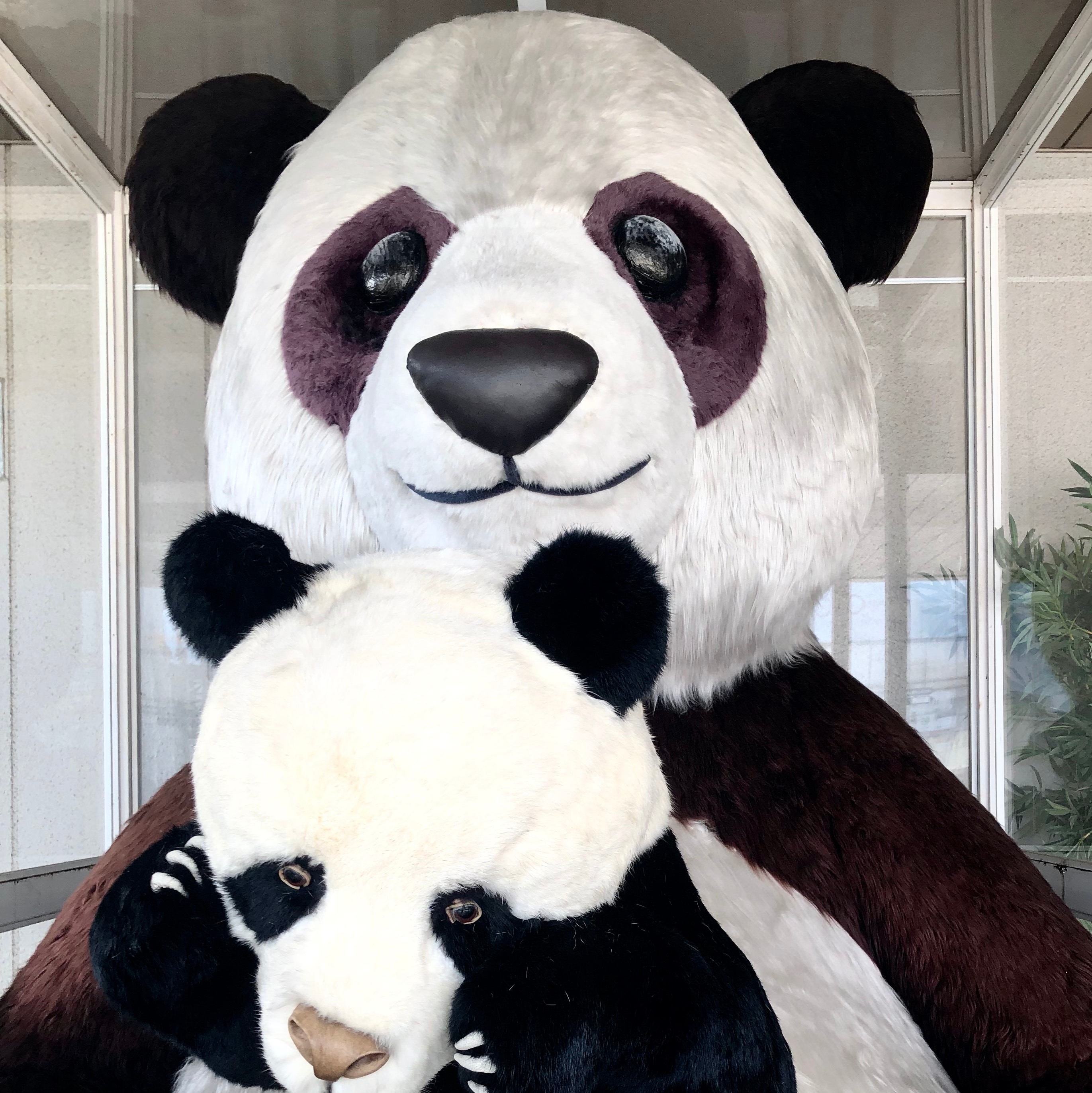 Café＆Meal 上野マルイ】上野パンダ探索 ① パンダの前で待ち合わせ