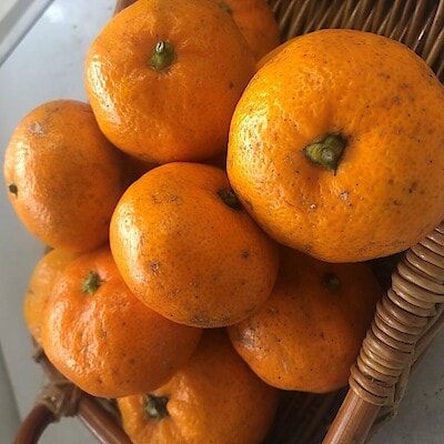 【Cafe&MealMUJIみんなみの里】里山のサラダバー～秋のおすすめ「温州みかん」