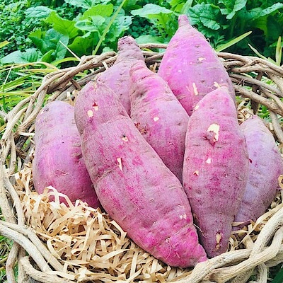 【Cafe&MealMUJIみんなみの里】里山のサラダバー、秋のおすすめ