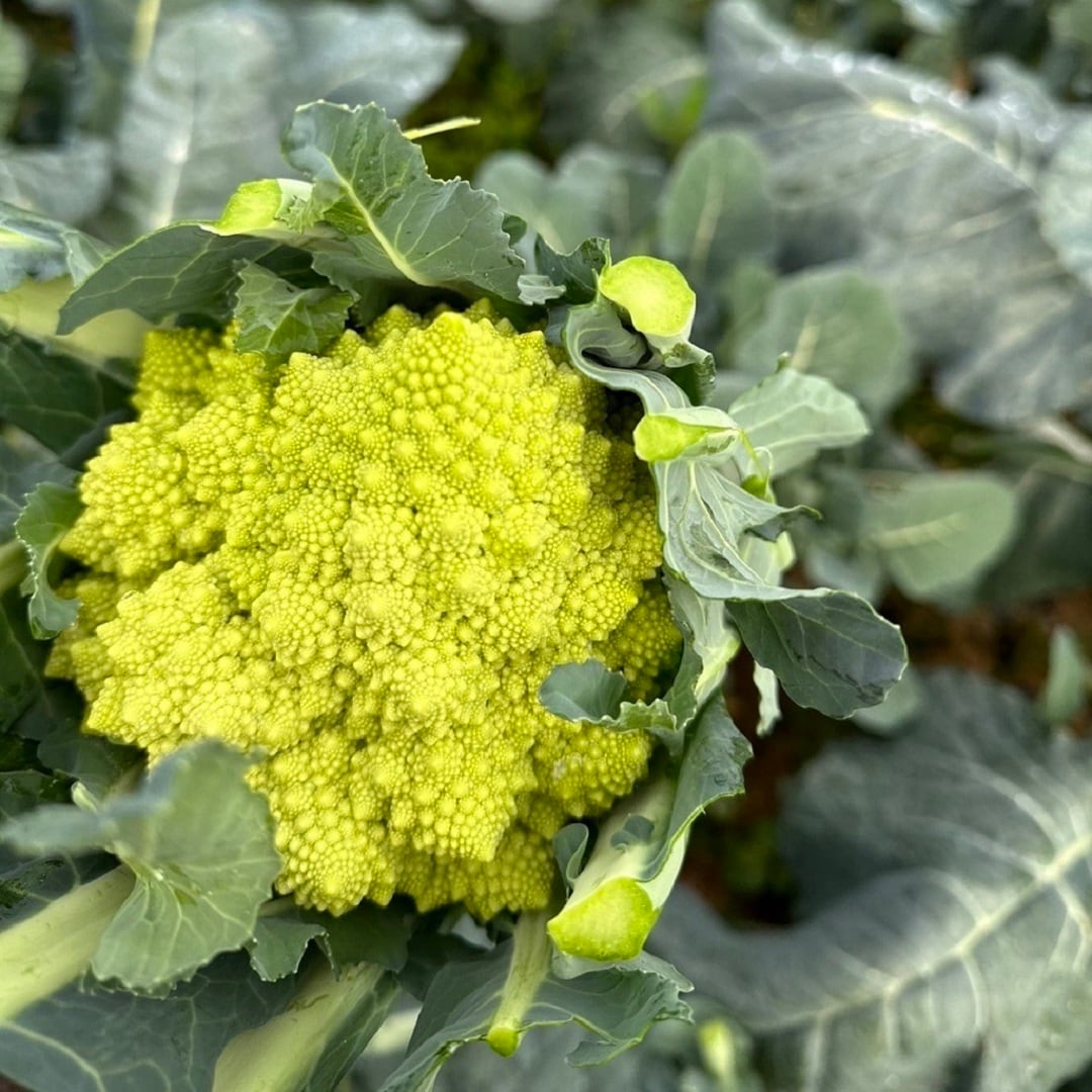 【イオンモール岡山】地元で採れた新鮮野菜を食べよう｜ロマネスコ