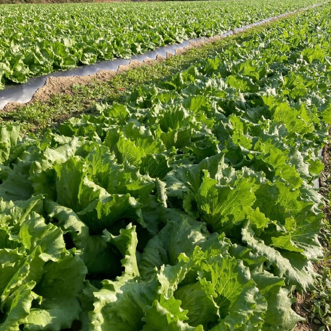 【イオンモール岡山】地元で採れた新鮮野菜を食べよう｜レタス