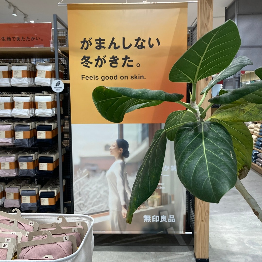 あったか綿　おたより　キービジュアル