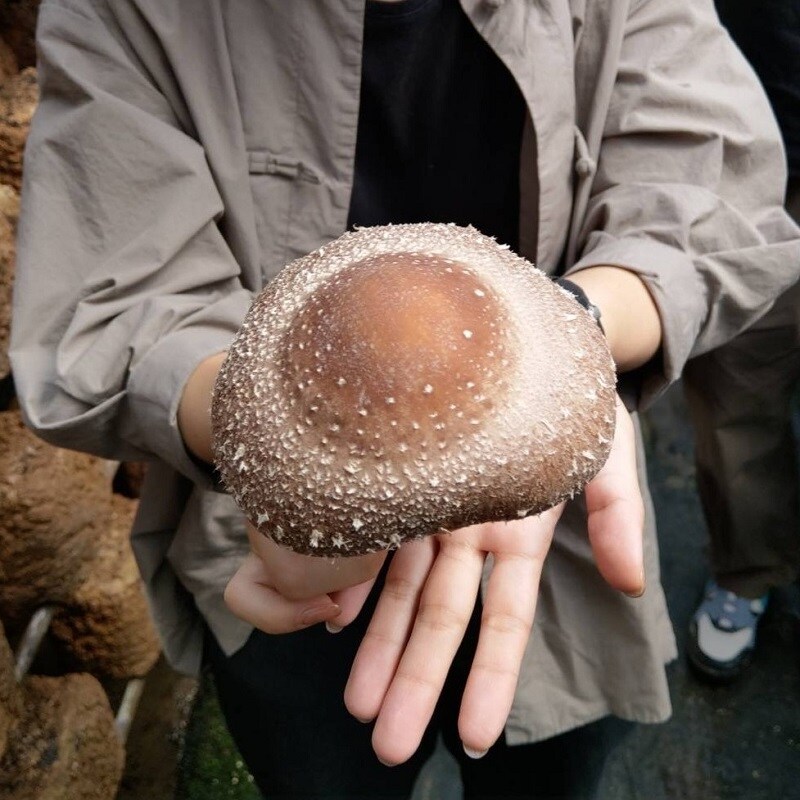 サムネ