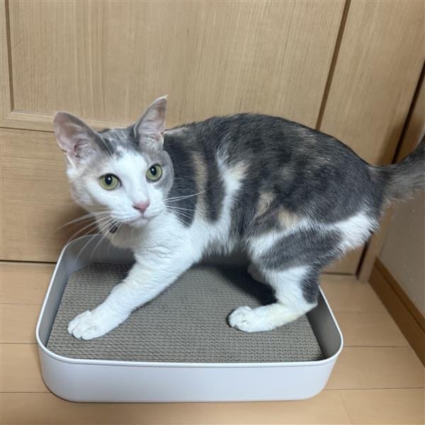 爪研ぎ