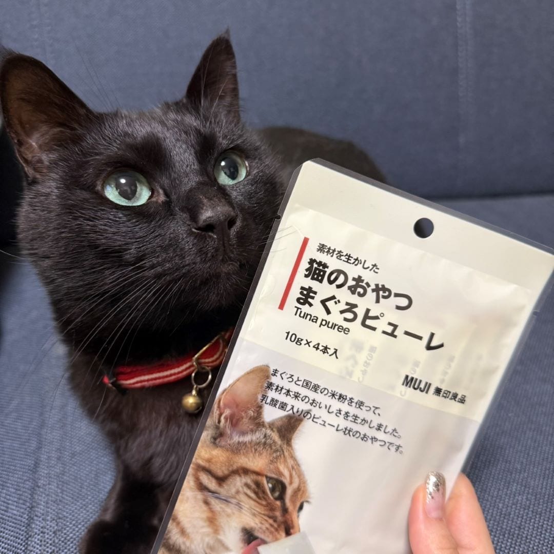 ねこ