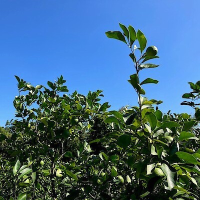 【ユニモちはら台】鴨川市産レモン　発売開始しました！