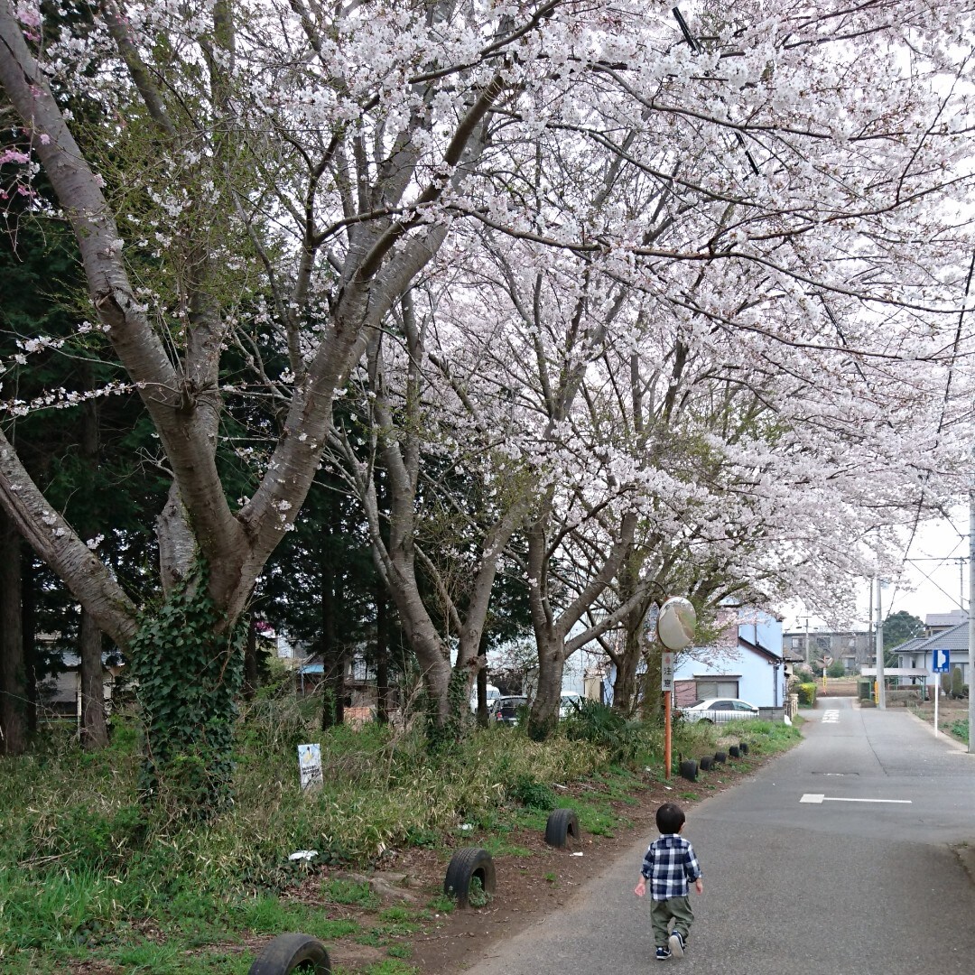 キービジュアル画像：まもなくお花見シーズン
