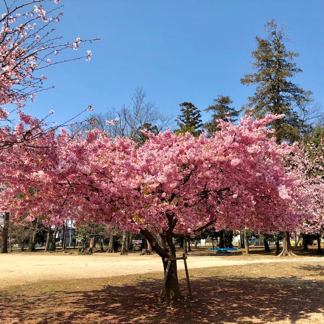キービジュアル画像：もうすぐ桜の季節ですね