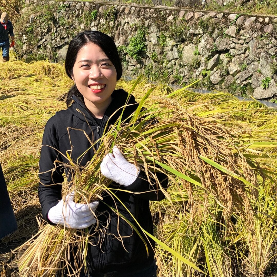 キービジュアル画像：井仁の棚田で稲刈り体験！～前篇～
