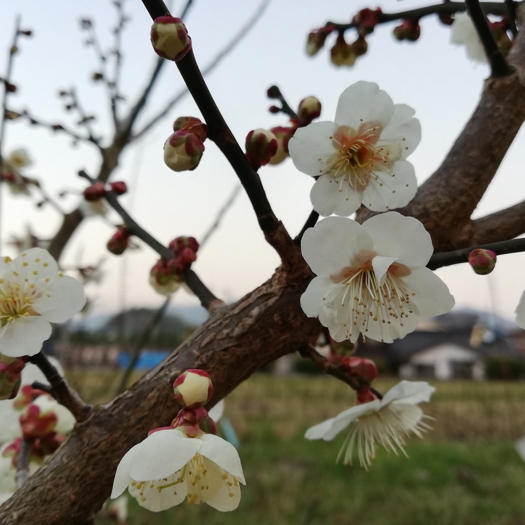 キービジュアル画像：桜のお菓子が入荷しています｜スタッフのおすすめ