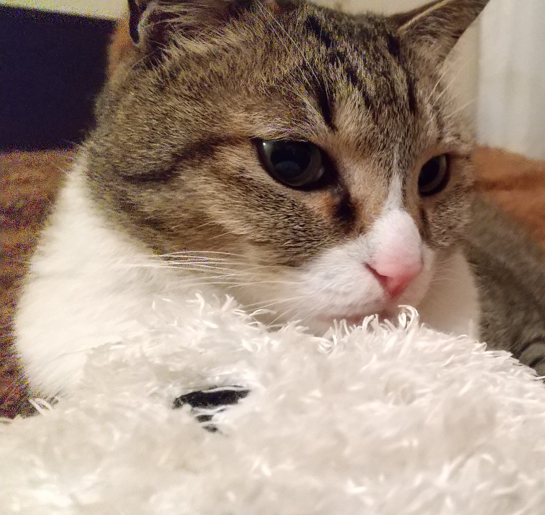 猫