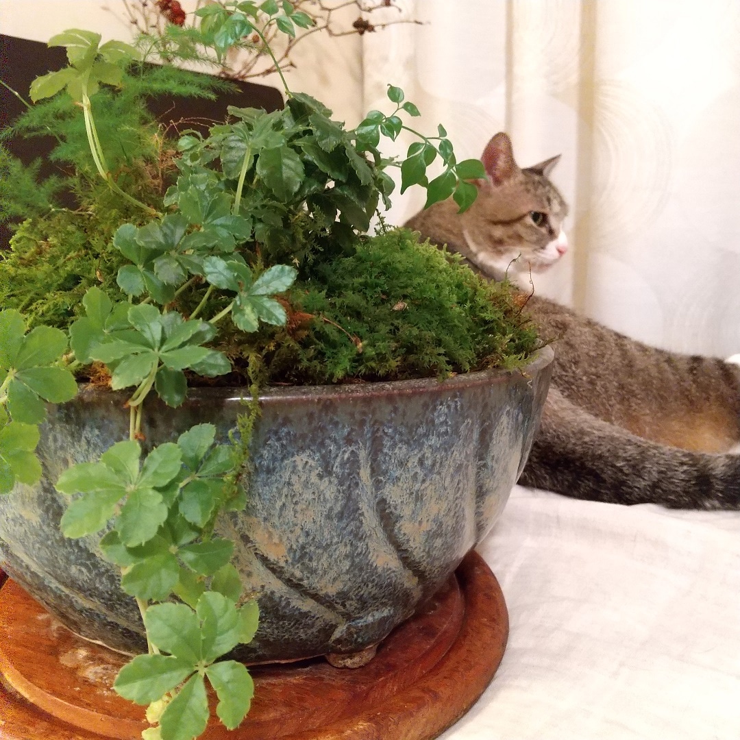 苔とネコ