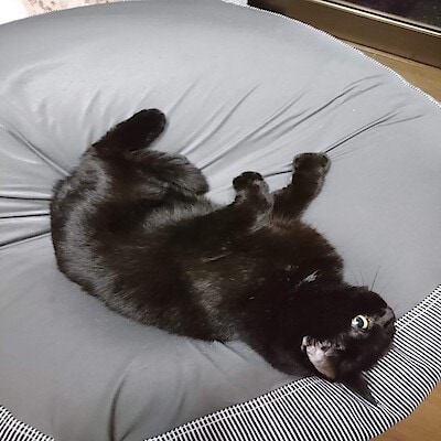 予告【ゆめタウン東広島】年末年始のお買い得市　第11弾！体にフィットするソファ