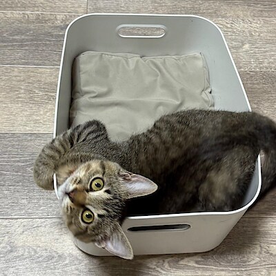 【新百合丘オーパ】ねこちゃんクッション