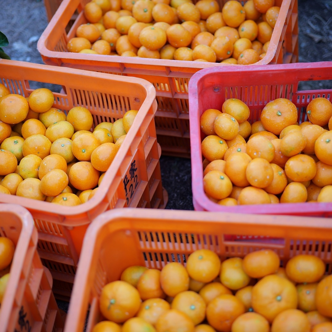 【テラスモール松戸】愛媛県八幡浜市産の温州みかんの販売します