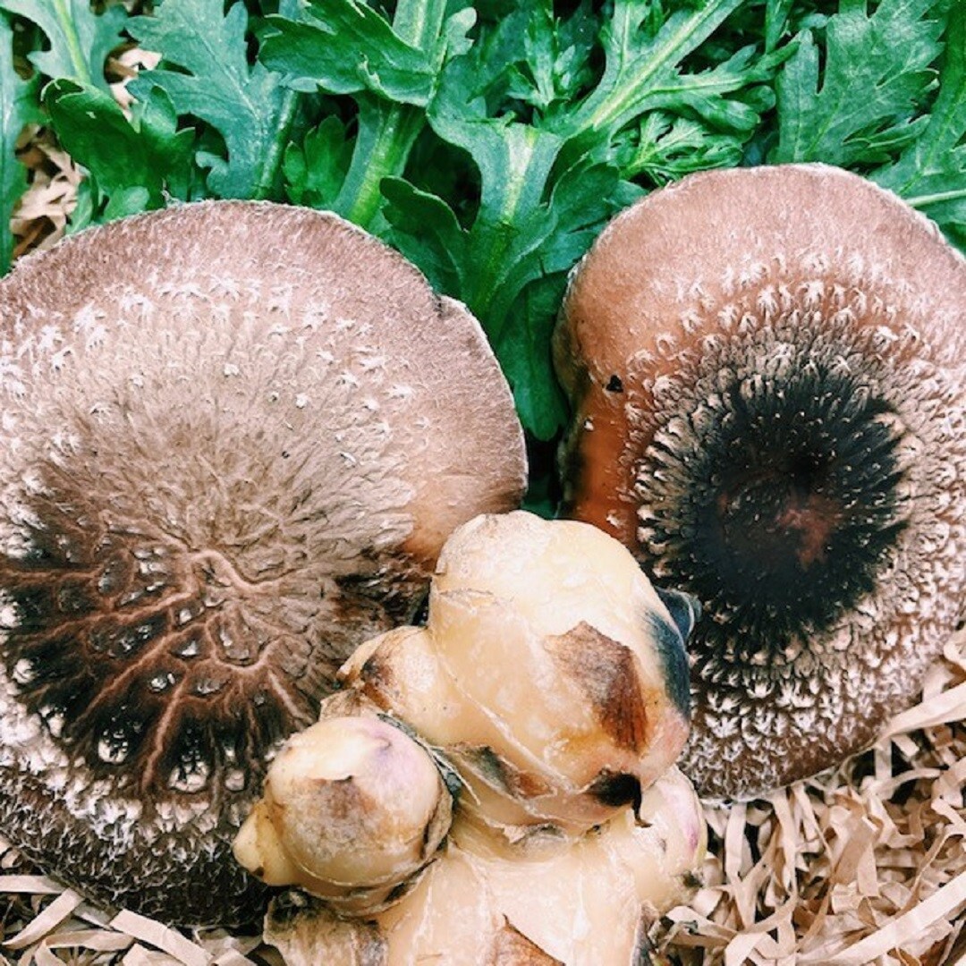 サムネ