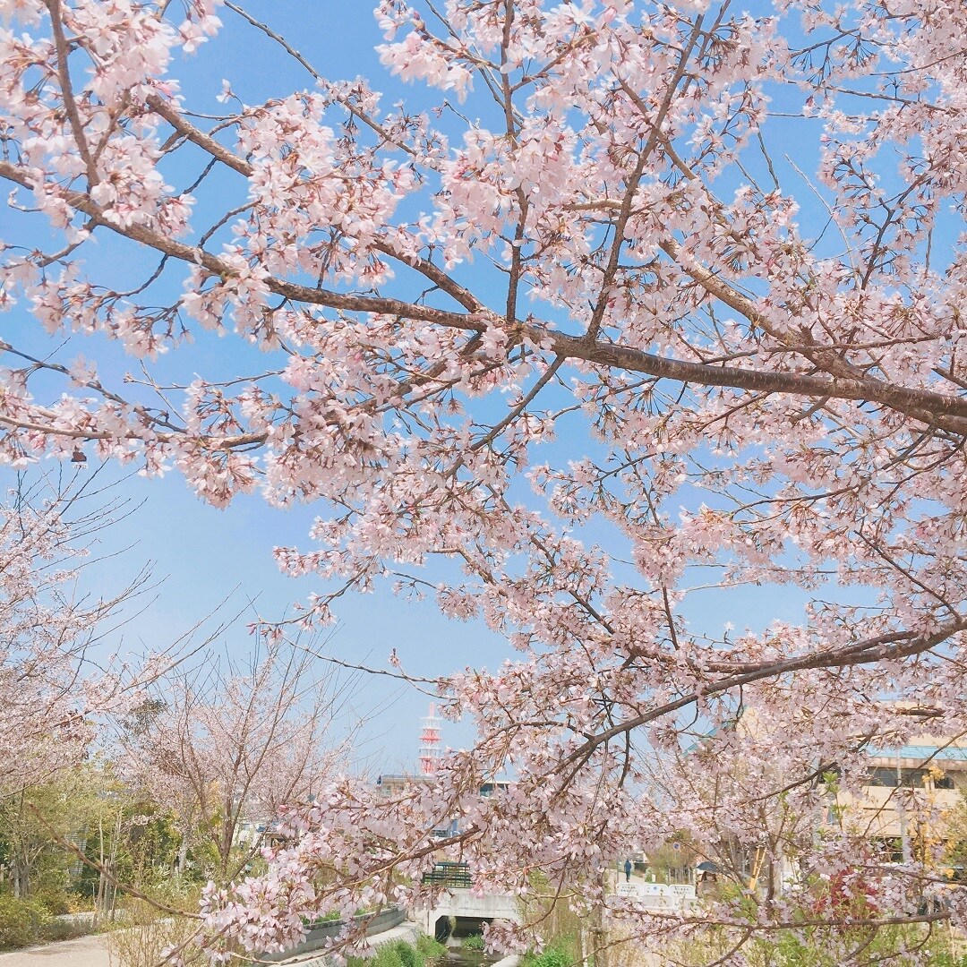 桜の写真