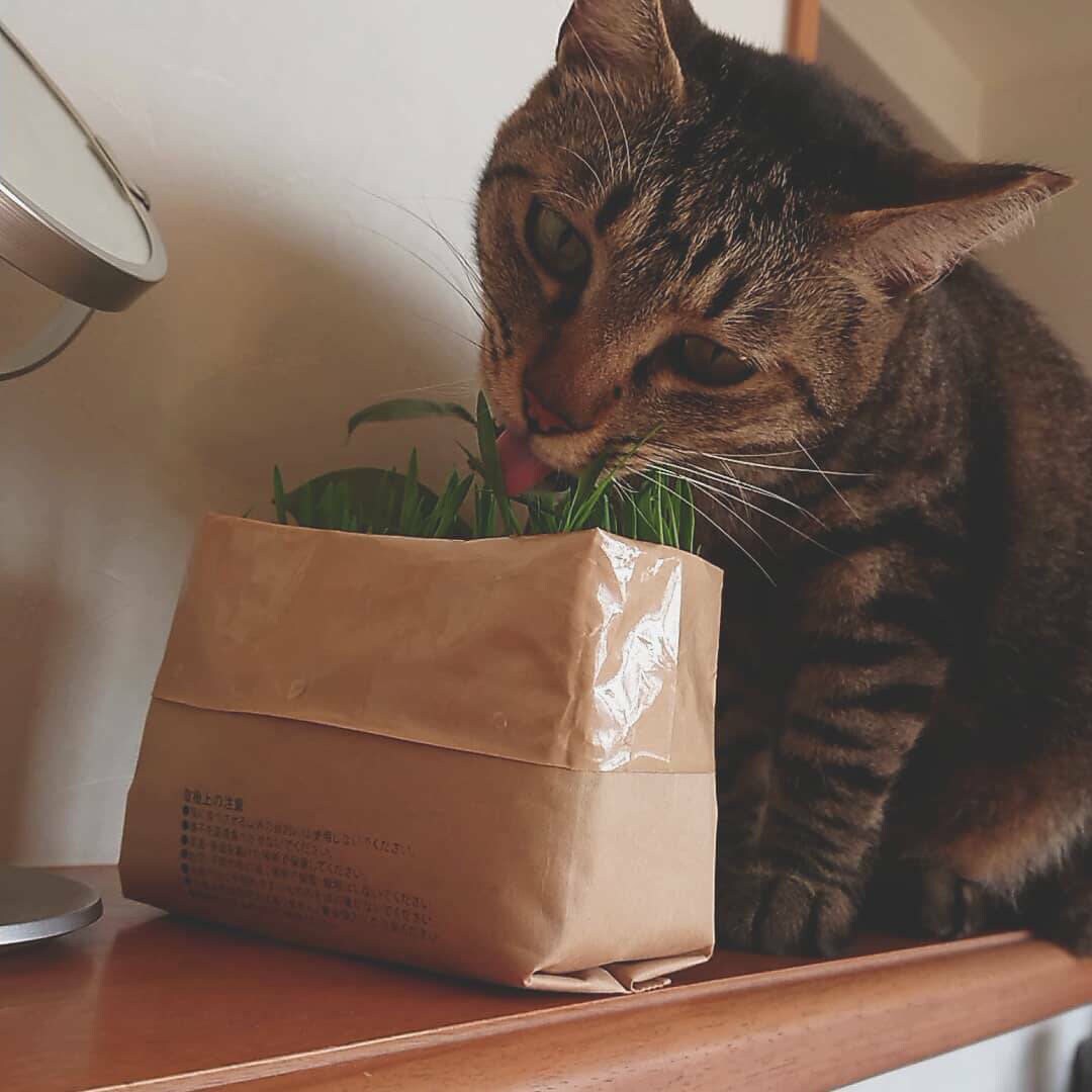 猫が猫草を食べている写真