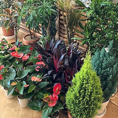 【錦糸町パルコ】寒い季節も植物でほっと。｜冬におすすめのグリーン入荷情報