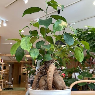 【錦糸町パルコ】今月の一鉢　幸せを呼ぶ「ガジュマル」とキジムナーの物語