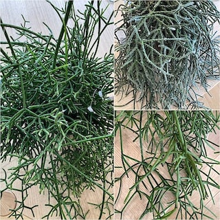 【錦糸町パルコ】今月の一鉢「リプサリス」