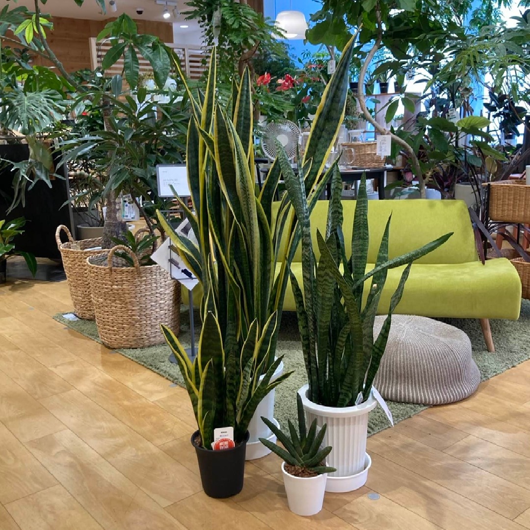 サンスベリアトップ画像