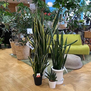 【錦糸町パルコ】今月の一鉢「天然の空気清浄機」サンスベリア｜グリーン売場