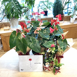 【錦糸町パルコ】選んで、書いて、すぐ贈れる母の日ギフトのご案内