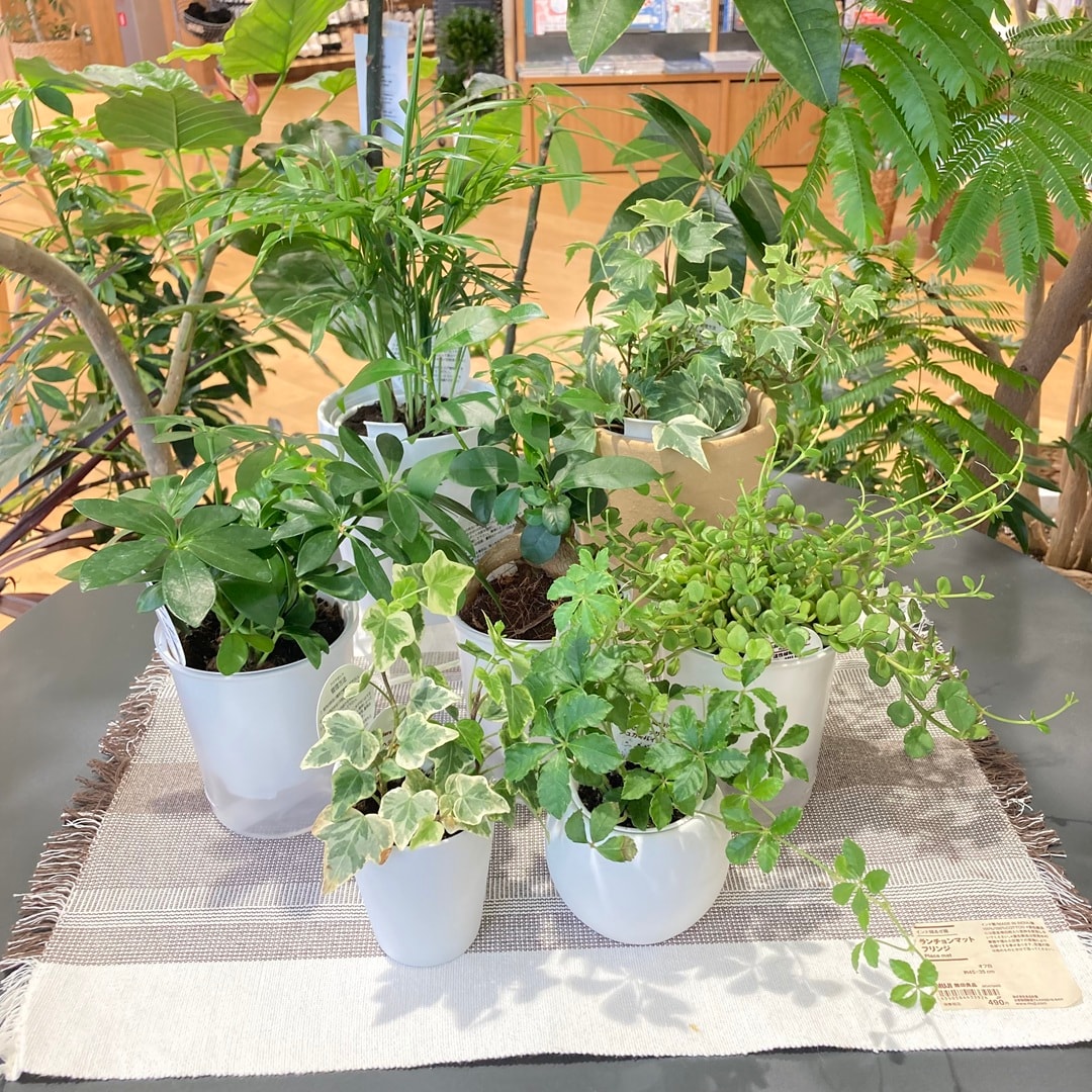底面給水鉢を使用した観葉植物の画像