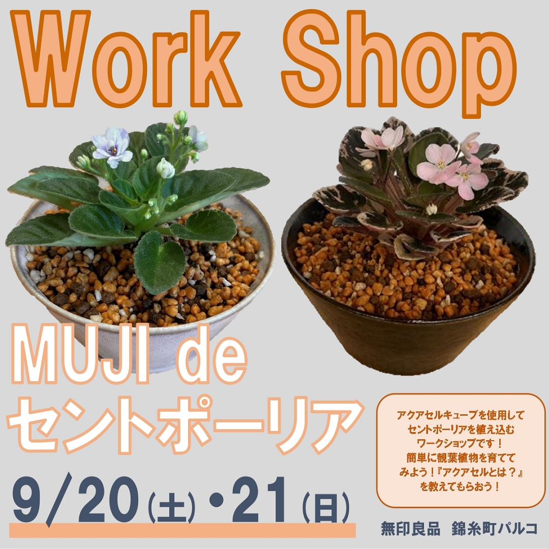 セントポーリア①