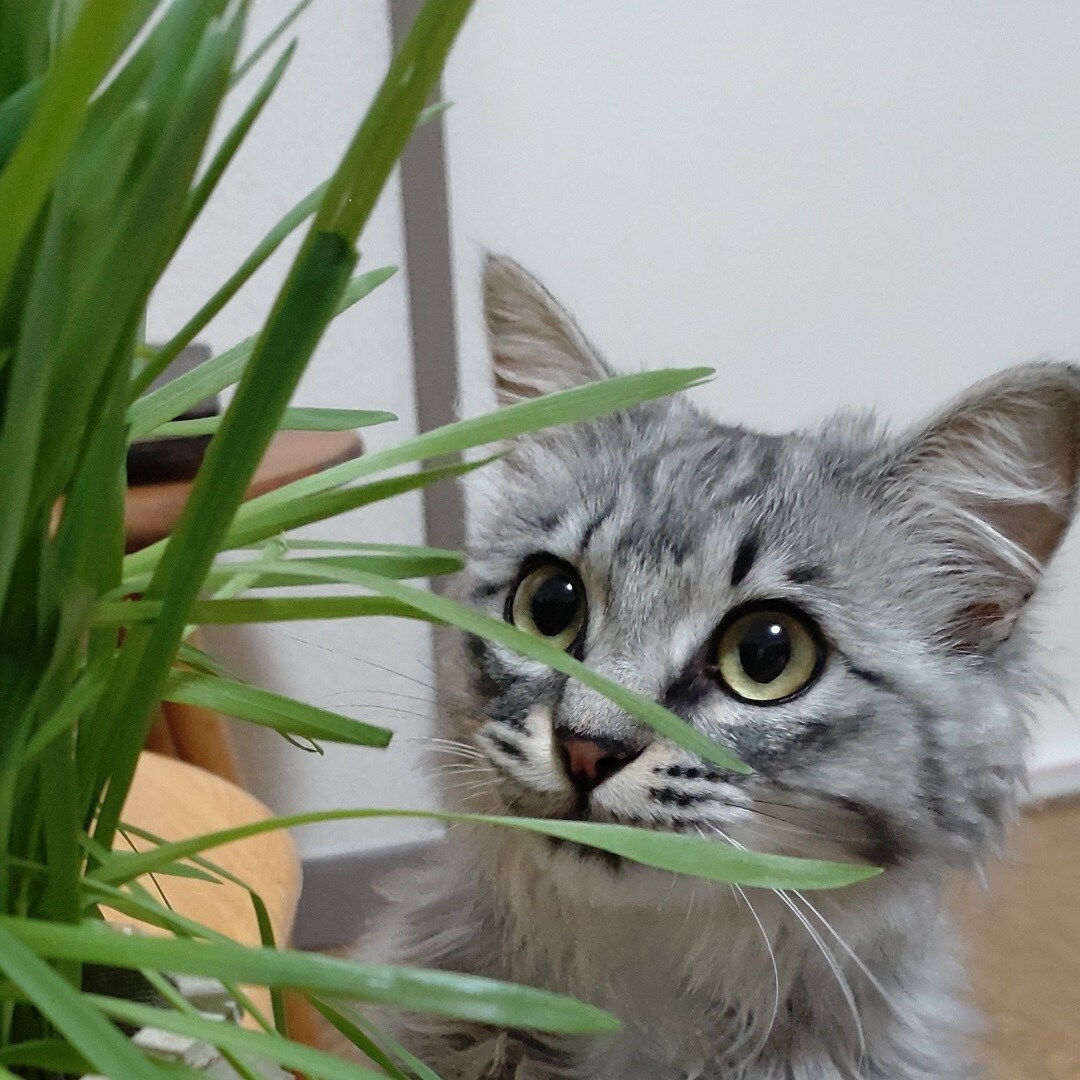 猫草栽培セット
