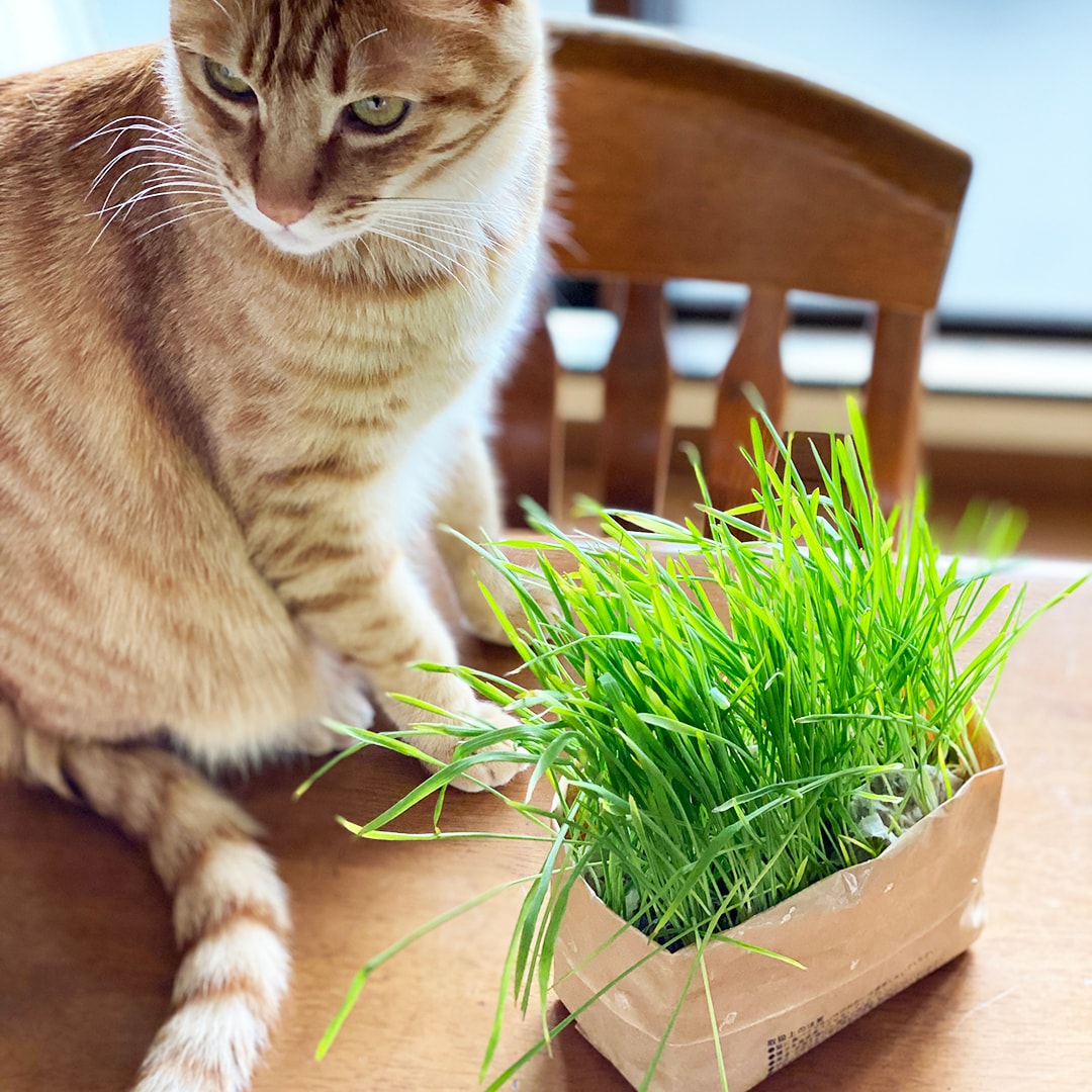 栄スカイル_猫草