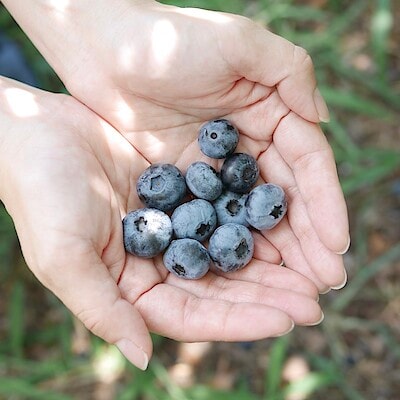 【野々市明倫通り】ローカルニッポン　能登町で受け継がれるブルーベリーが生んだ農業と人のつながり