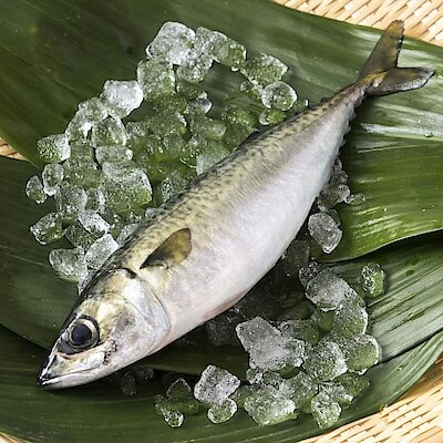 【京都山科】陸上養殖ってなんだ｜陸上養殖フェア第3弾