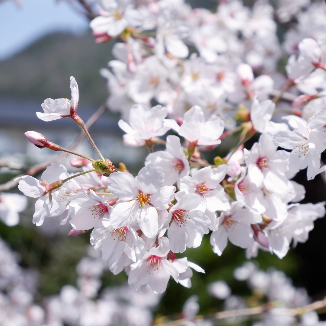 【京都山科】山科疎水より満開の桜をお届け