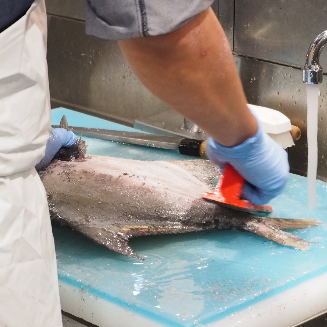 【京都山科】カツオじゃないよ、マナガツオ｜鮮魚売場より