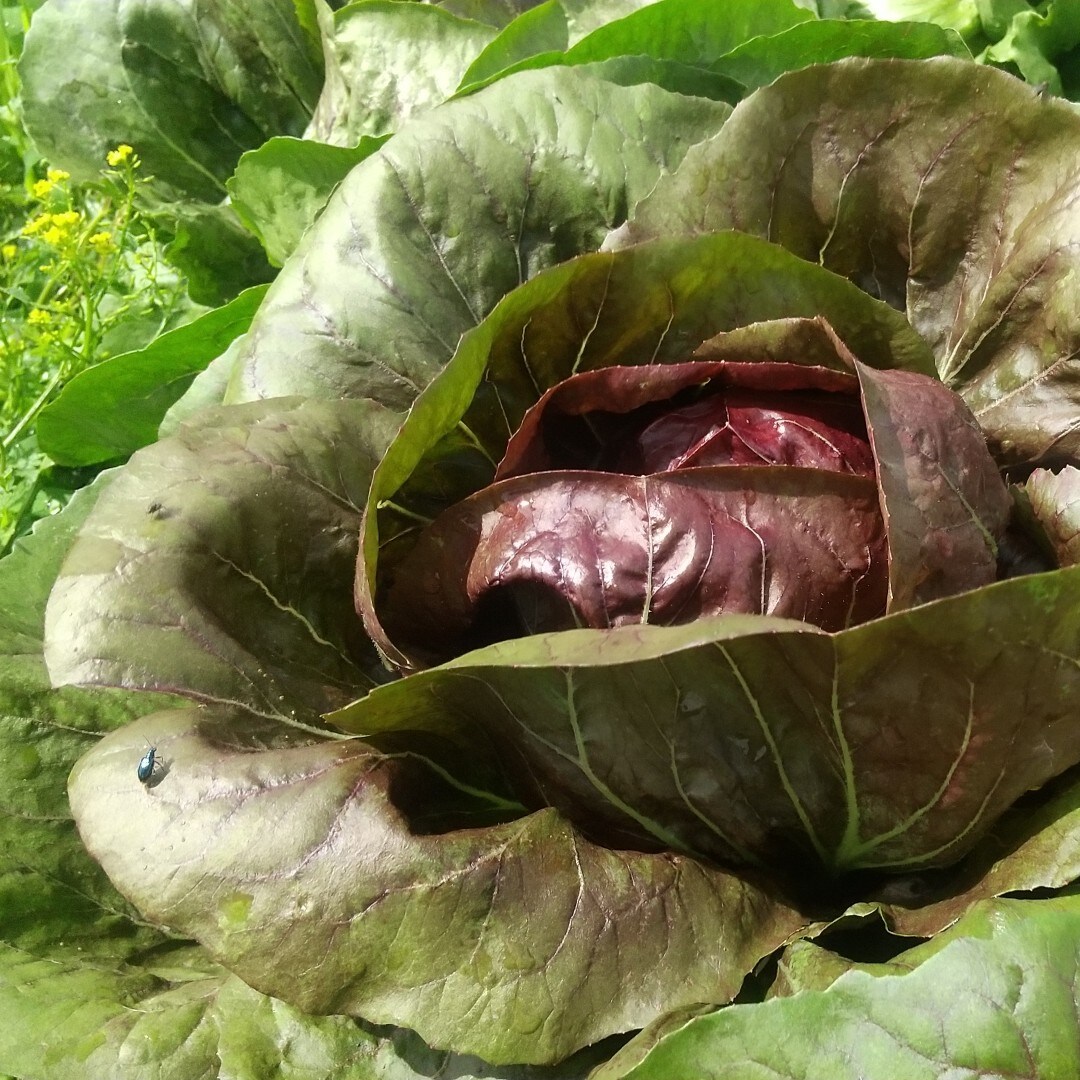 見沼野菜