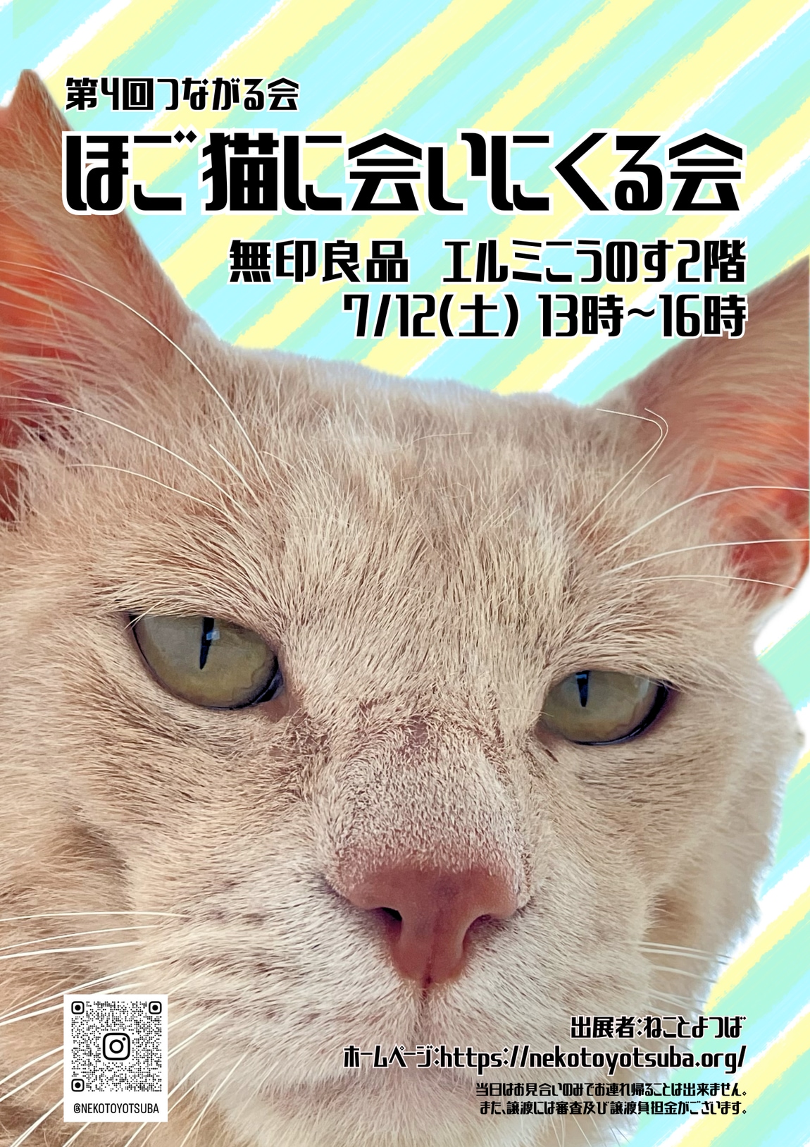 ほご猫に会いに来る会