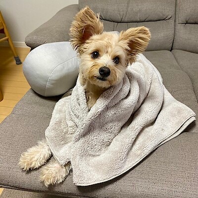 【ららぽーと沼津】◆ペット用品◆お風呂を出た後に。拭きやすいタオルでドライヤー短縮。