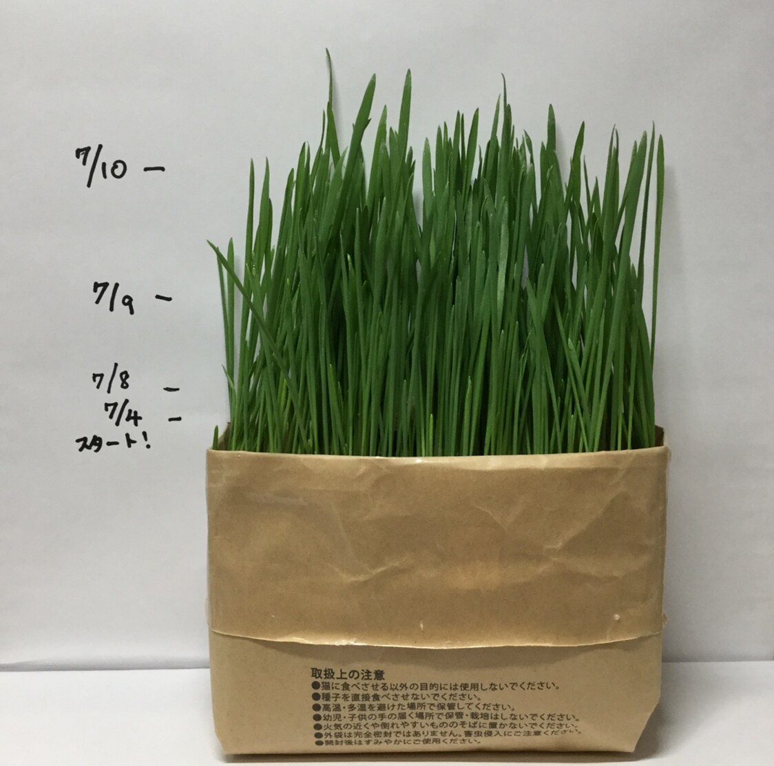 キービジュアル画像：猫草栽培日記③
