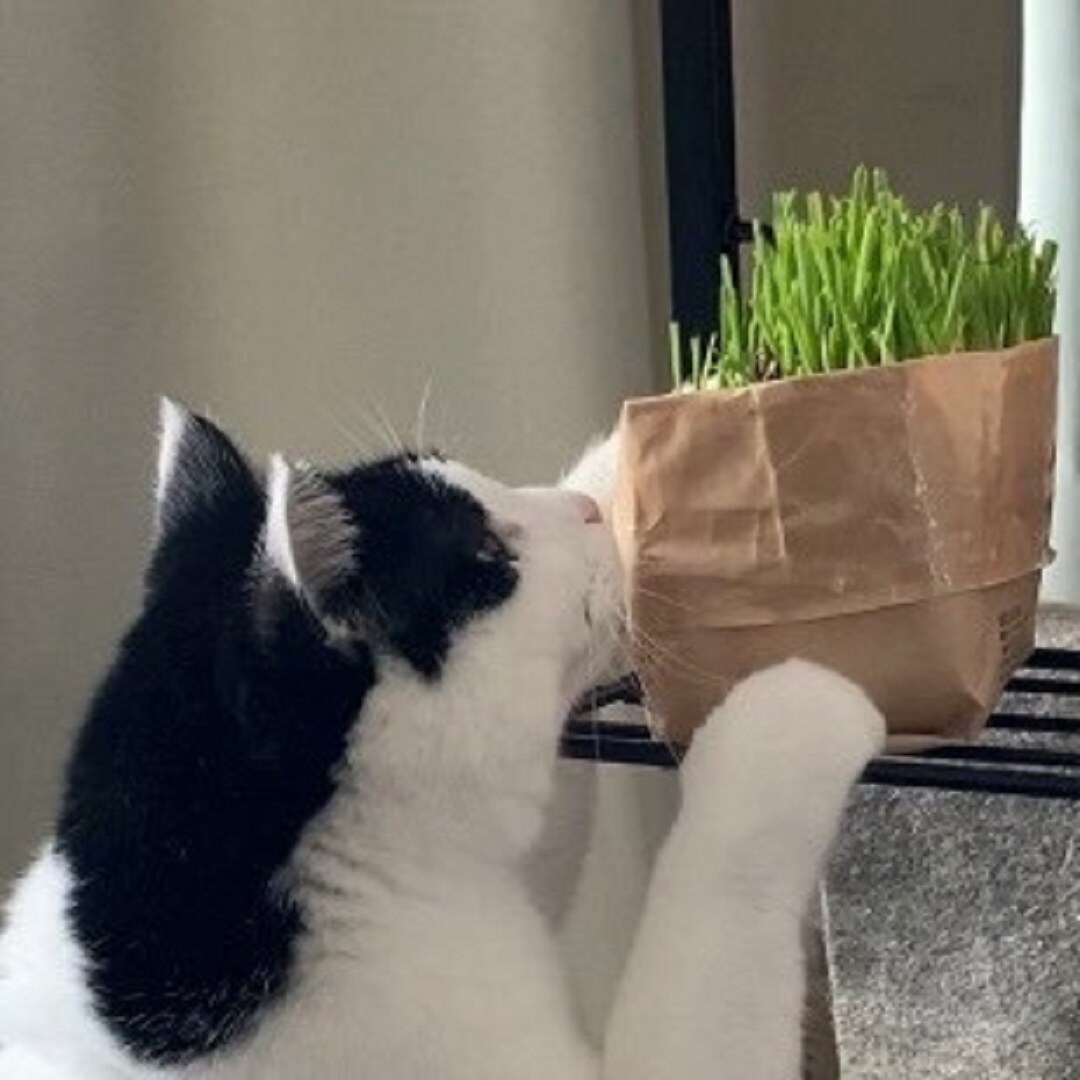 猫と猫草