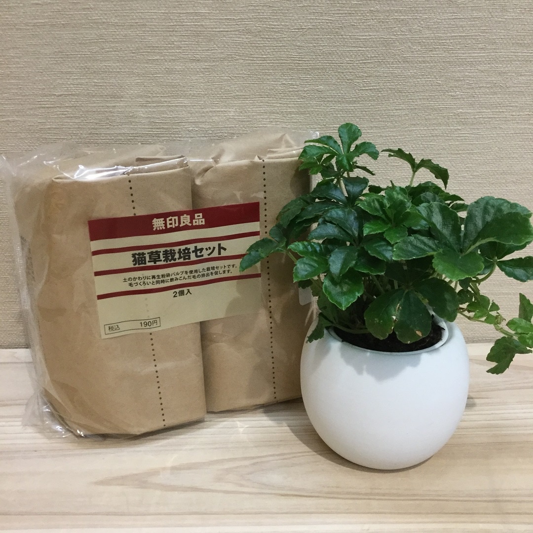 キービジュアル画像：猫草はじめました