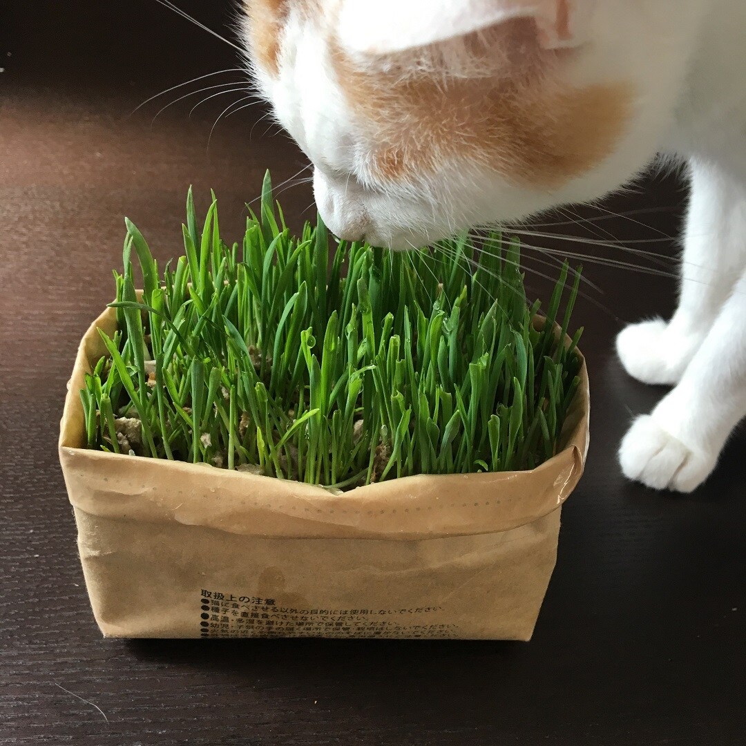 キービジュアル画像：最終回！猫草生育レポート