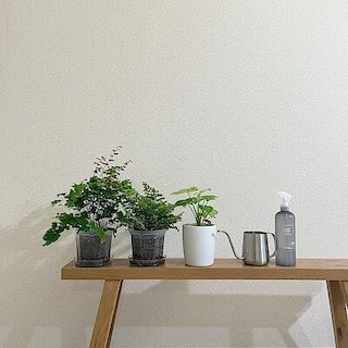 【キャナルシティ博多】植物とくらす