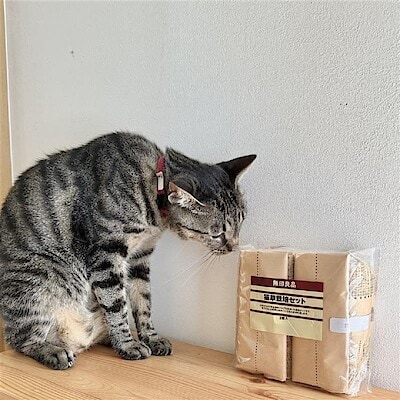 【アトレ川越】猫がハマる猫草