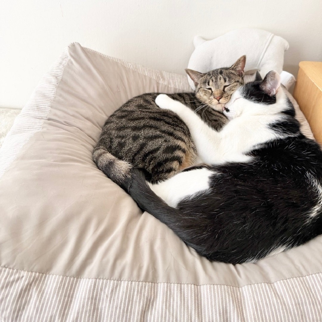 【アトレ川越】猫を包み込むクッション