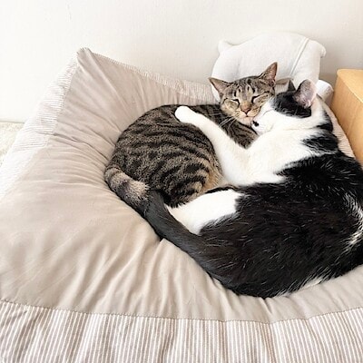 【アトレ川越】猫を包み込むクッション