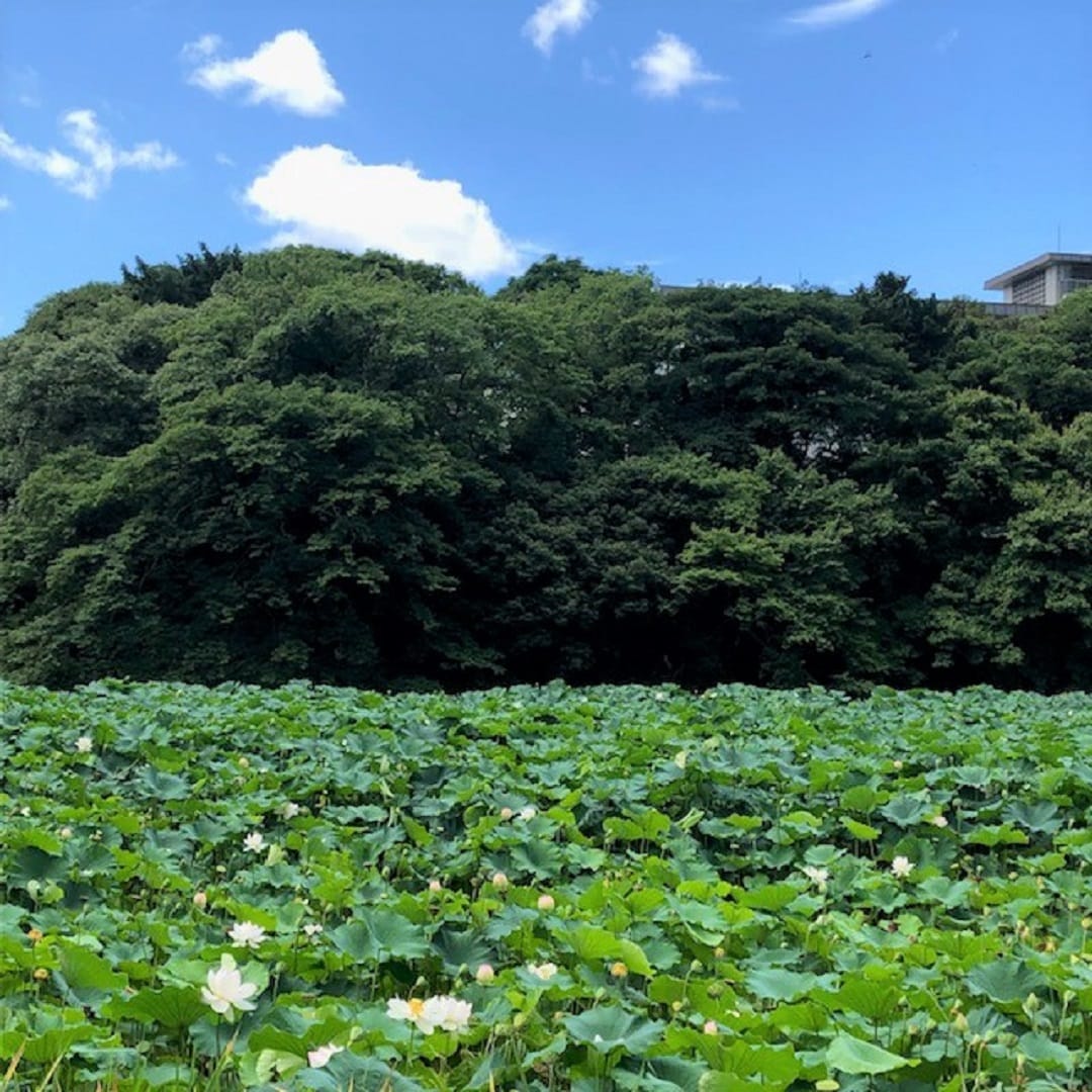 キービジュアル画像：てくてくのススメその３｜まち歩き