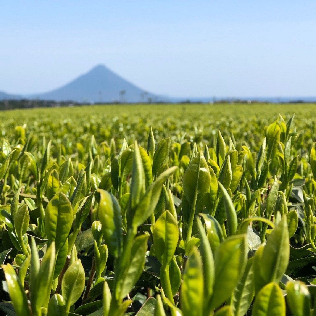 キービジュアル画像：知覧心茶堂の無添加国産紅茶の試飲・販売会｜イベント告知